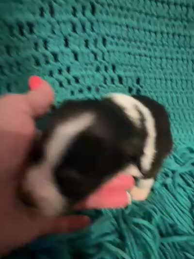 Sadie 5 black tri with thin white strip, a male Miniature Australian Shepherd for sale in Lafayette, TN – 5 of 5