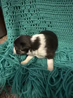 Sadie 5 black tri with thin white strip, a male Miniature Australian Shepherd for sale in Lafayette, TN – 4 of 5