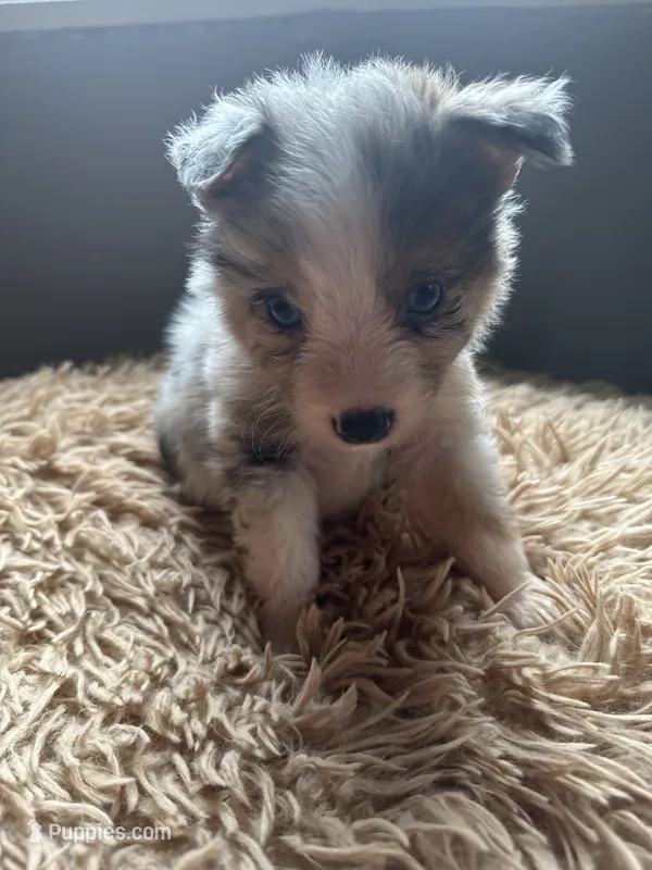 Bailey 3 Harlequin male – Miniature Australian Shepherd puppy for sale in Lafayette, TN