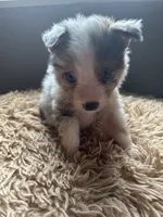 Bailey 3 ble Merle male blue eyes, a male Miniature Australian Shepherd for sale in Lafayette, TN – 3 of 10