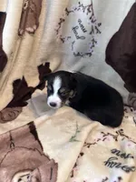 JJ black Tri female 1, a female Miniature Australian Shepherd for sale in Lafayette, TN – 6 of 7