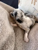 Bailey 2 Harlequin male, a male Miniature Australian Shepherd for sale in Lafayette, TN – 2 of 7