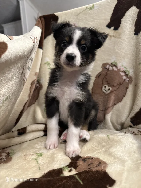 Sadie 5 black tri male with thin white strip – Miniature Australian Shepherd puppy for sale in Lafayette, TN