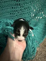JJ black Tri female 1, a female Miniature Australian Shepherd for sale in Lafayette, TN – 4 of 4