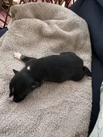 Bailey 6 Black Tri Female less white, a female Miniature Australian Shepherd for sale in Lafayette, TN – 5 of 5