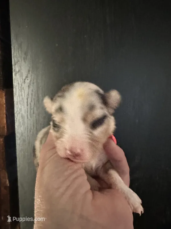 Bailey 2 Harlequin male – Miniature Australian Shepherd puppy for sale in Lafayette, TN