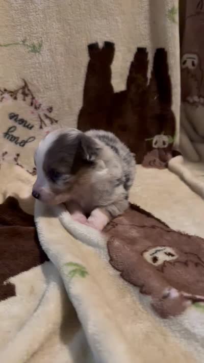 Bailey 3 ble Merle male blue eyes, a male Miniature Australian Shepherd for sale in Lafayette, TN – 10 of 10