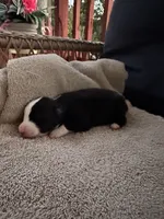 Bailey 8 Black Tri Female with spot on the head, a female Miniature Australian Shepherd for sale in Lafayette, TN – 2 of 6