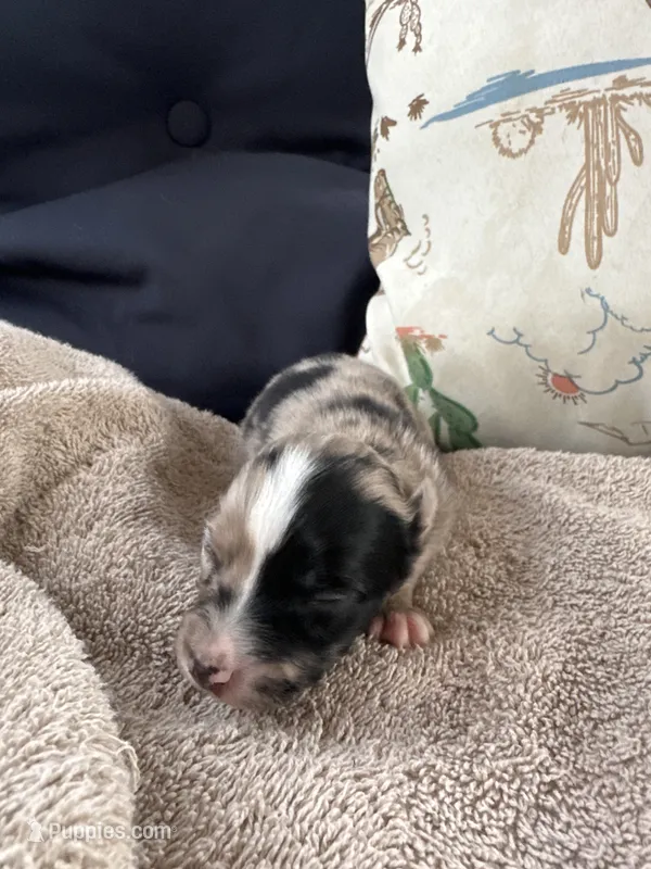 Bailey 5 Harlequin female , a female Miniature Australian Shepherd for sale in Lafayette, TN – 1 of 6