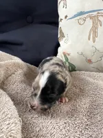 Bailey 5 Harlequin female , a female Miniature Australian Shepherd for sale in Lafayette, TN – 1 of 6