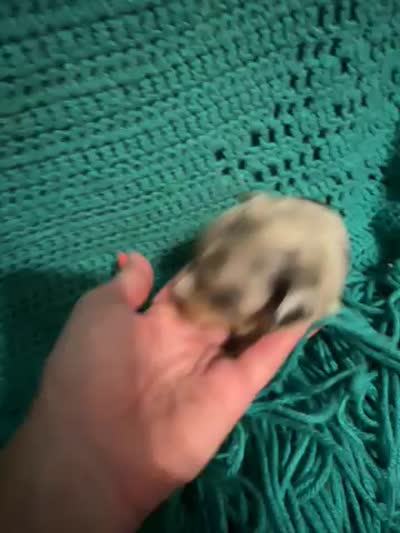 Sadie 1 Harlequin female blue eyes , a female Miniature Australian Shepherd for sale in Lafayette, TN – 5 of 5