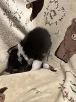 Sadie 6 black tri male, a male Miniature Australian Shepherd for sale in Lafayette, TN – 3 of 10