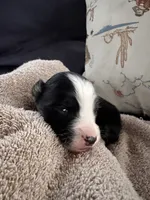 Bailey 8 Black Tri Female with spot on the head, a female Miniature Australian Shepherd for sale in Lafayette, TN – 3 of 6
