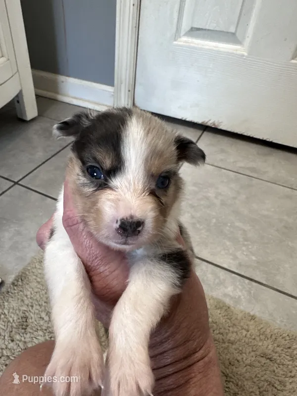 Sadie 3 Harlequin male ble eyes  – Miniature Australian Shepherd puppy for sale in Lafayette, TN