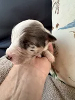 Bailey 3 Harlequin male, a male Miniature Australian Shepherd for sale in Lafayette, TN – 2 of 6