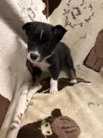 Bailey 4 Black chai Male, a male Miniature Australian Shepherd for sale in Lafayette, TN – 2 of 9