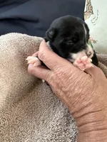 Bailey 4 Black chai Male, a male Miniature Australian Shepherd for sale in Lafayette, TN – 2 of 5