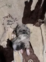 Bailey 3 ble Merle male blue eyes, a male Miniature Australian Shepherd for sale in Lafayette, TN – 7 of 10