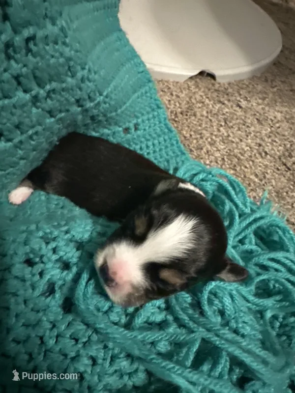 JJ Black Tri female #3 – Miniature Australian Shepherd puppy for sale in Lafayette, TN