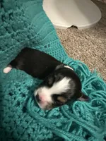 JJ Black Tri female #3, a female Miniature Australian Shepherd for sale in Lafayette, TN – 1 of 5
