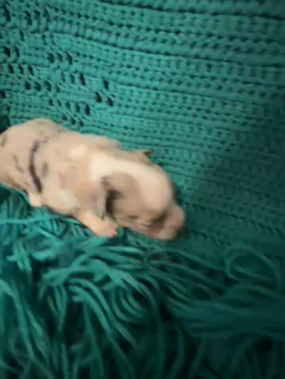 Sadie 4 Blue Merle female with blue eyes , a male Miniature Australian Shepherd for sale in Lafayette, TN – 5 of 5