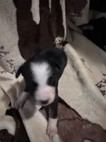Bailey 8 Black Tri Female with spot on the head, a female Miniature Australian Shepherd for sale in Lafayette, TN – 4 of 9