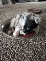 Bailey 5 Harlequin female , a female Miniature Australian Shepherd for sale in Lafayette, TN – 2 of 10
