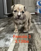Female 3, a female American Bully for sale in Scranton, PA – 8 of 9