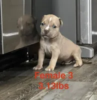 Female 3, a female American Bully for sale in Scranton, PA – 2 of 9