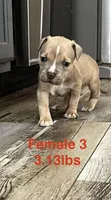 Female 3, a female American Bully for sale in Scranton, PA – 3 of 9