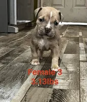 Female 3, a female American Bully for sale in Scranton, PA – 7 of 9