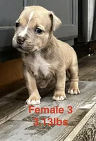 Female 3, a female American Bully for sale in Scranton, PA – 4 of 9