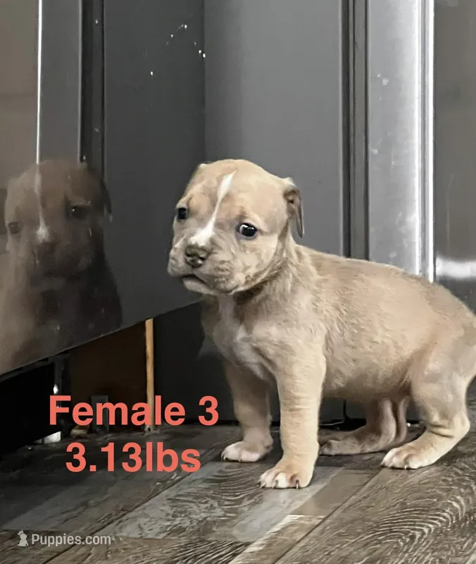 Female 3 – American Bully puppy for sale in Scranton, PA