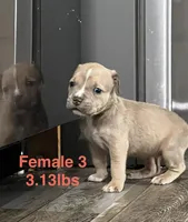 Female 3, a female American Bully for sale in Scranton, PA – 1 of 9
