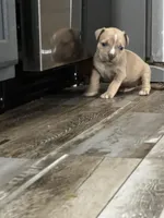 Female 3, a female American Bully for sale in Scranton, PA – 9 of 9