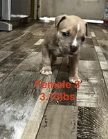 Female 3, a female American Bully for sale in Scranton, PA – 6 of 9