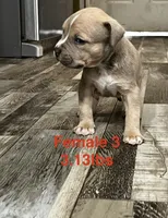 Female 3, a female American Bully for sale in Scranton, PA – 5 of 9