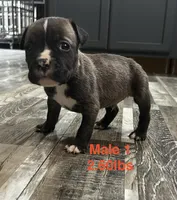 Male 1, a female American Bully for sale in Scranton, PA – 2 of 9
