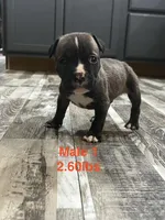 Male 1, a female American Bully for sale in Scranton, PA – 3 of 9