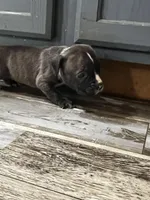 Male 1, a female American Bully for sale in Scranton, PA – 9 of 9