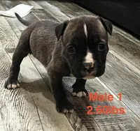 Male 1, a female American Bully for sale in Scranton, PA – 6 of 9