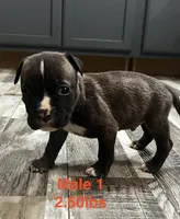 Male 1, a female American Bully for sale in Scranton, PA – 4 of 9