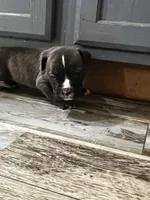 Male 1, a female American Bully for sale in Scranton, PA – 8 of 9
