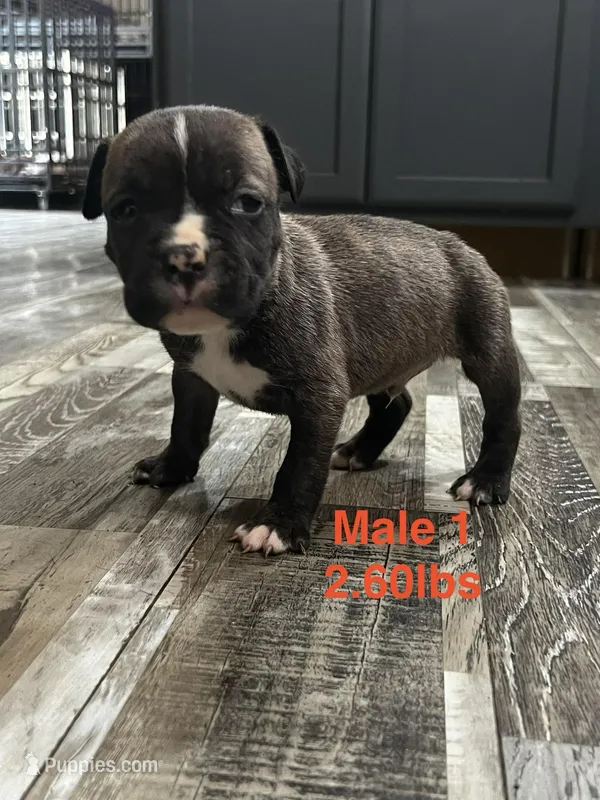 Male 1 – American Bully puppy for sale in Scranton, PA