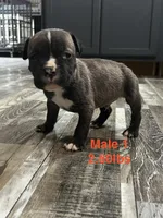 Male 1, a female American Bully for sale in Scranton, PA – 1 of 9