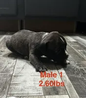 Male 1, a female American Bully for sale in Scranton, PA – 7 of 9