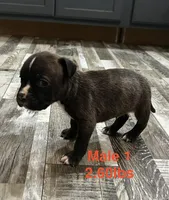Male 1, a female American Bully for sale in Scranton, PA – 5 of 9