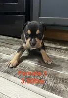 Female 2, a female American Bully for sale in Scranton, PA – 9 of 9