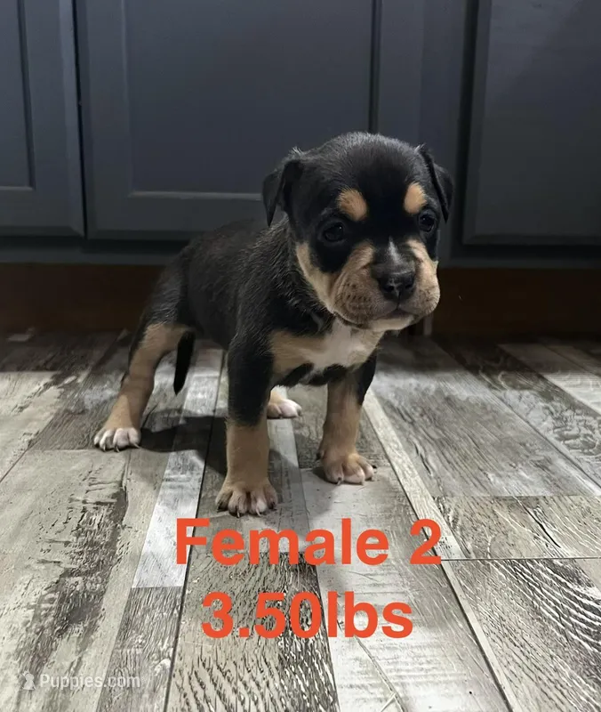 Female 2 – American Bully puppy for sale in Scranton, PA
