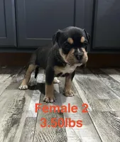 Female 2, a female American Bully for sale in Scranton, PA – 1 of 9